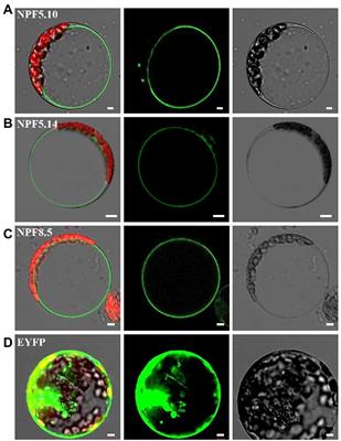 Vacuolar nitrate efflux requires multiple functional redundant nitrate transporter in Arabidopsis thaliana